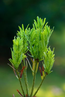 Cephalotaxus fortunei - hlavotis fortuneův - jehlice